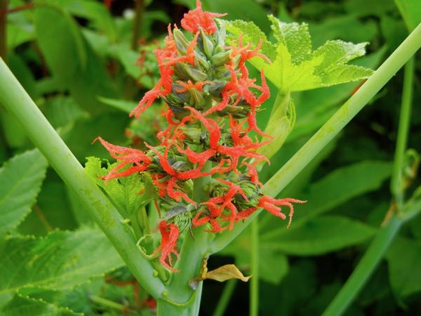 Ricinus-communis-3885 | Online Flower Garden Ricinus communis
