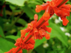 Salvia confertiflora | Online Flower Garden