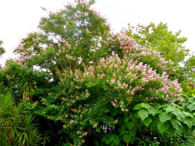 DSCN3900 | Online Flower Garden Lagerstroemia indica or Lagerstroemia or Crepe Myrtle