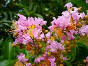 Lagerstroemia - Crepe Myrtle | Online Flower Garden