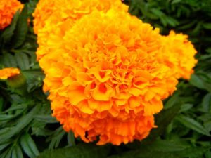 African marigolds (Tagetes erecta)