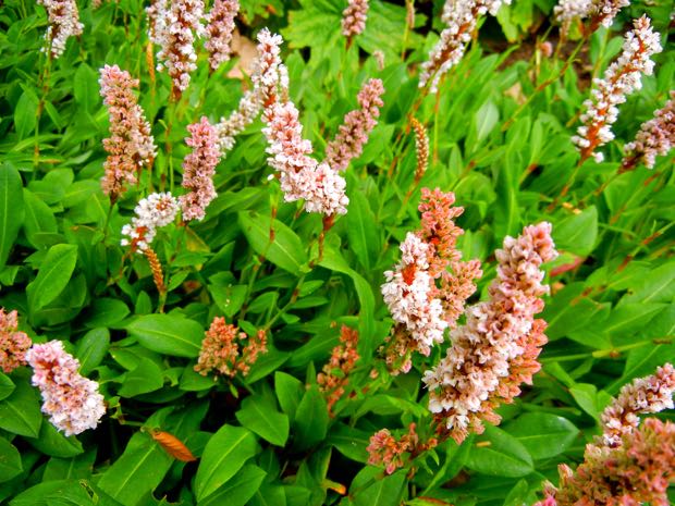 DSCN3906 | Online Flower Garden Bistorta Affinis