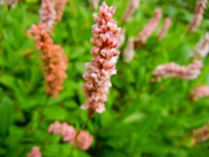 DSCN3907 | Online Flower Garden Bistorta Affinis | Online Flower Garden