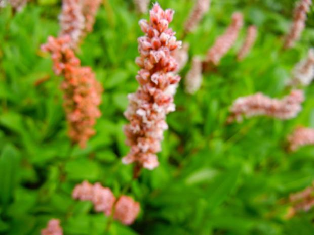 DSCN3907 | Online Flower Garden Bistorta Affinis