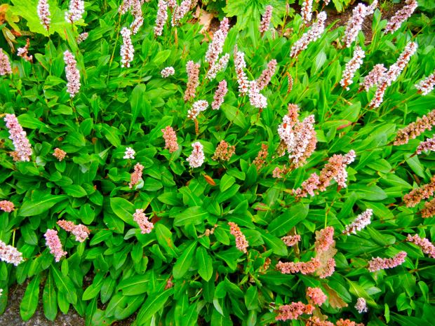 DSCN3908 | Online Flower Garden Bistorta Affinis