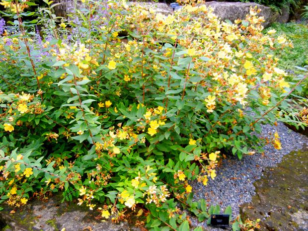 Hypericum Patulum | | Online Flower Garden