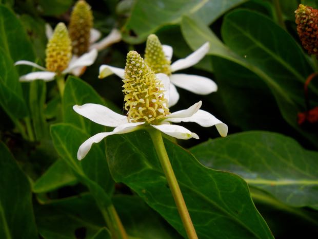 DSCN3925 | Online Flower Garden Anemopsis Californica