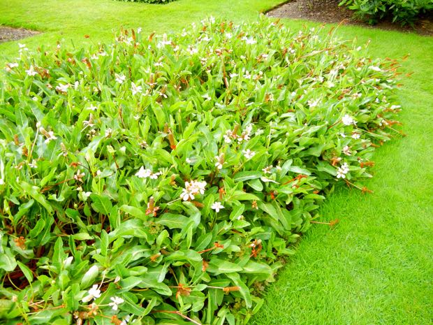 Anemopsis-Californica | Online Flower Garden Anemopsis Californica