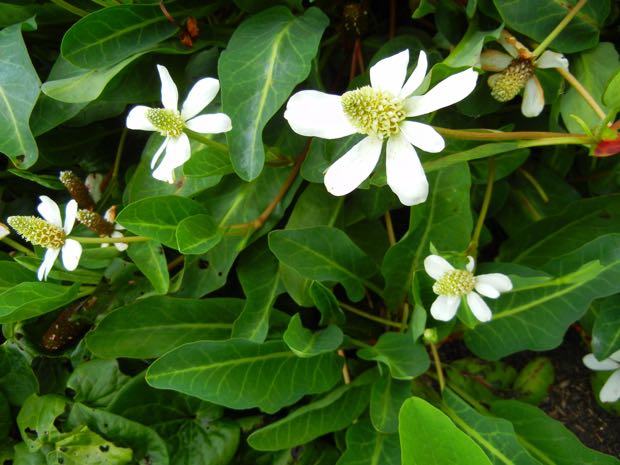 DSCN3927 | Online Flower Garden Anemopsis Californica