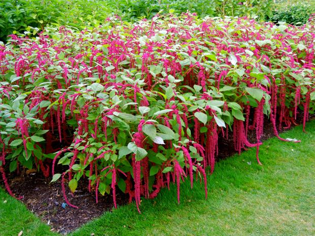 DSCN3948 | Online Flower Garden Love-Lies-Bleeding, Amaranthus caudatus