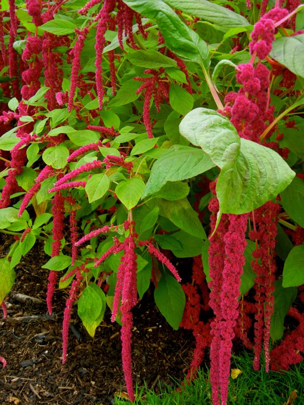 DSCN3949 | Online Flower Garden Amaranthus caudatus