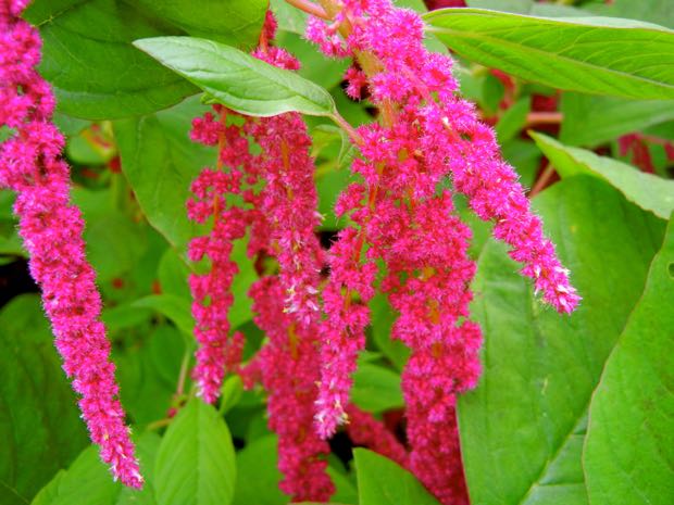 Amaranthaceae, Amaranthus caudatus