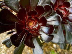 Aeonium Arboreum - Atropurpureum | Online Flower Garden