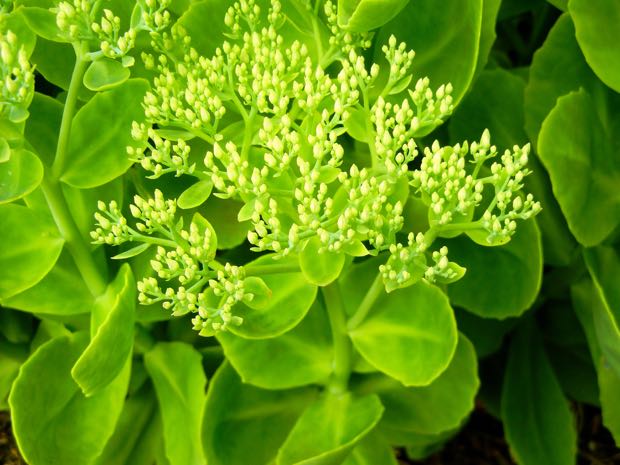 Sedum spectabile 'Stardust'