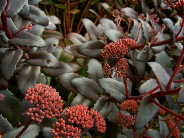 Sedum-telephium | Online Flower Garden Sedum telephium 'Purple Emperor'