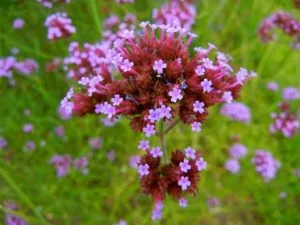 purpletop vervain, clustertop vervain, Argentinian vervain, tall verbena