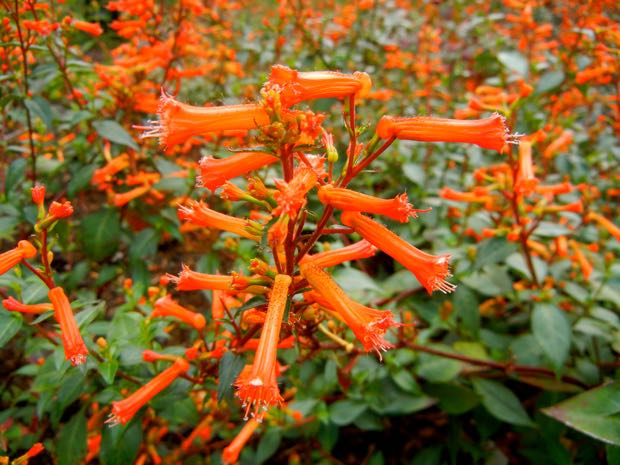 DSCN3987 | Online Flower Garden Cuphea Caeciliae