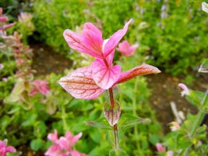 Salvia viridis 'Pink'