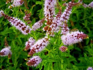 Mentha spicata 'Spearmint'