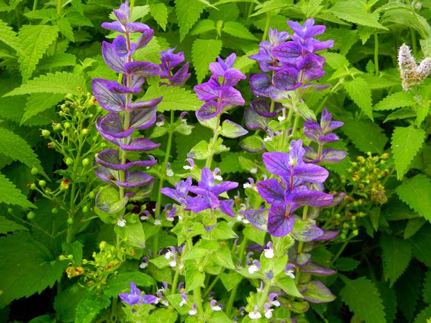 Salvia-virdis-marble-arch-blue | Online Flower Garden Salvia viridis 'Marble Arch Blue'