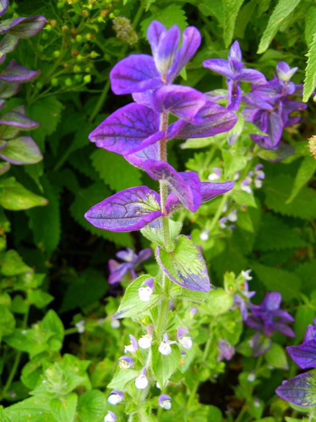 Salvia-virdis | Online Flower Garden Salvia viridis 'Marble Arch Blue'