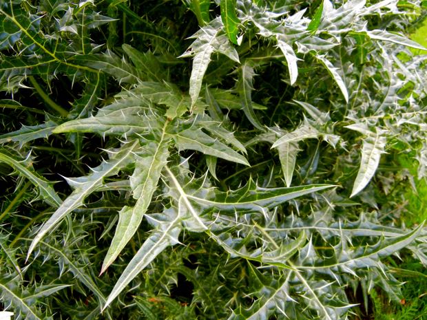 DSCN4008 | Online Flower Garden Acanthus Spinosus