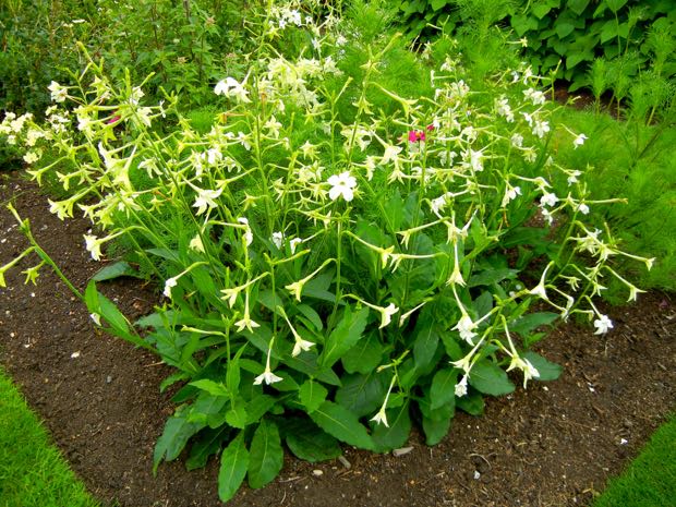 DSCN4026 | Online Flower Garden Nicotiana Alata