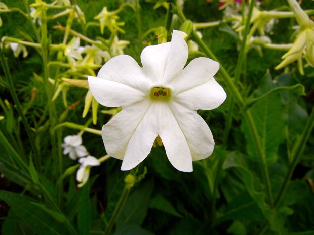 DSCN4028 | Online Flower Garden Nicotiana Alata