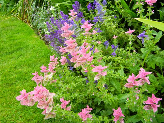 DSCN4040 | Online Flower Garden Salvia Viridis