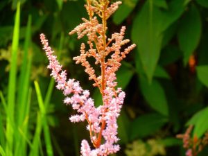 Astilbe Chinensis | Online Flower Garden