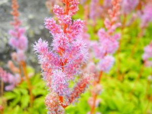 Astible chinensis pimula | Online Flower Garden