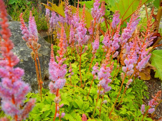 DSCN4055 | Online Flower Garden Astilbe chinensis 'Pumila'