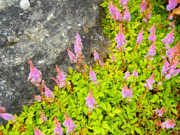 DSCN4056 | Online Flower Garden Astilbe chinensis 'Pumila'