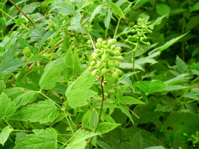Actaea-pachypoda | Online Flower Garden Actaea pachypoda