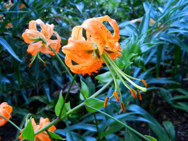 Liliaceae Lilium Tigrinum - Tiger Lily