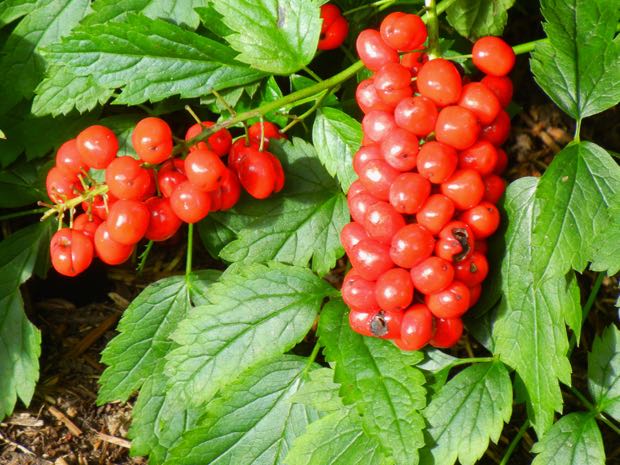 DSCN4087 | Online Flower Garden Actaea rubra