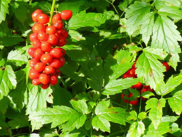 DSCN4088 | Online Flower Garden Actaea Rubra Red Baneberry