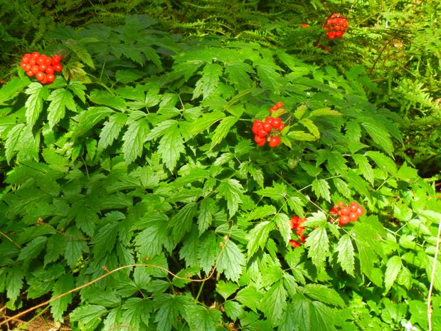 DSCN4089 | Online Flower Garden Actaea Rubra Red Baneberry
