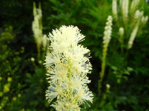 Cimicifuga Racemosa | Online Flower Garden
