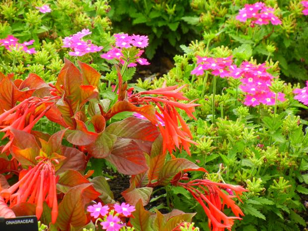 DSCN4126 | Online Flower Garden fuchsia triphylla thalia