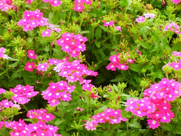 verbena-lanai-4129 | Online Flower Garden Verbena Lanai Purple with Eye, Verbena Lanai 'Upright Rose with Eye'
