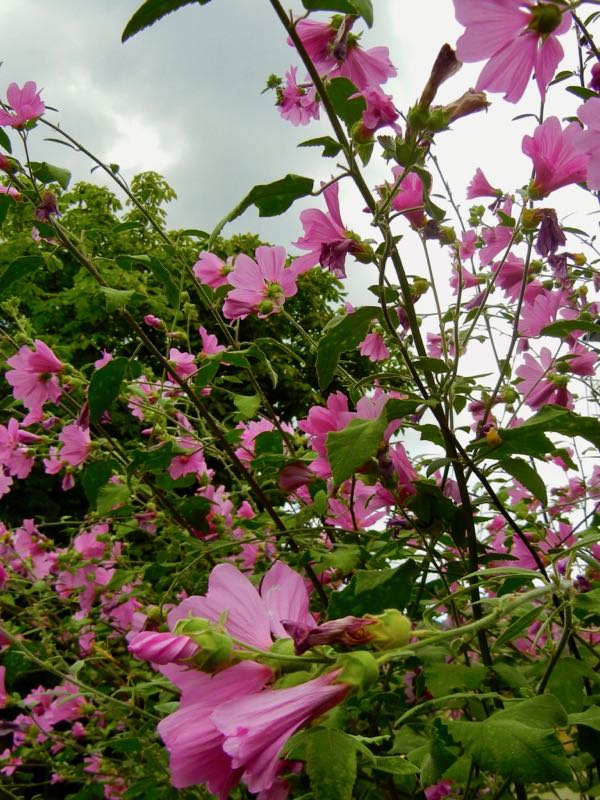 Malva alcea | Online Flower Garden