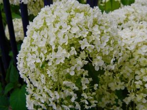 Hydrangea arborescens