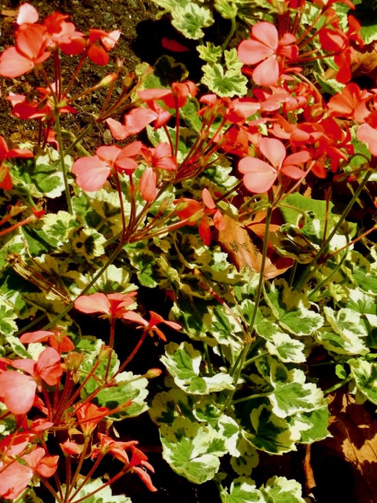 Pelargonium-Flower-of-Spring | Online Flower Garden Pelargonium 'Flower of Spring'