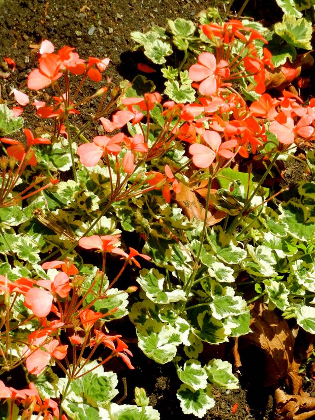 DSCN4514 | Online Flower Garden Geraniaceae Pelargonium 'Frank Headley'