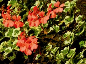 Pelargonium 'Flower of Spring' | Online Flower Garden