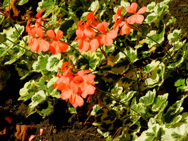 DSCN4515 | Online Flower Garden Pelargonium - Frank Headley