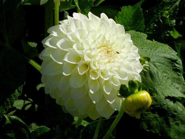 DSCN4526 | Online Flower Garden Dahila at Powerscourt Gardens