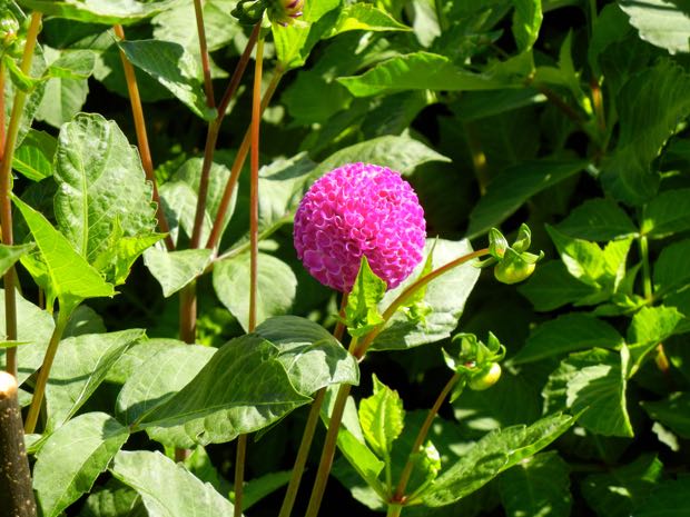DSCN4527 | Online Flower Garden Powerscourt Gardens
