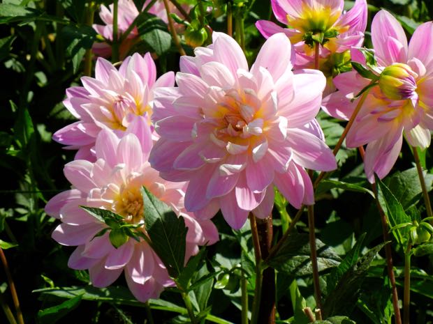 DSCN4528 | Online Flower Garden Powerscourt Gardens